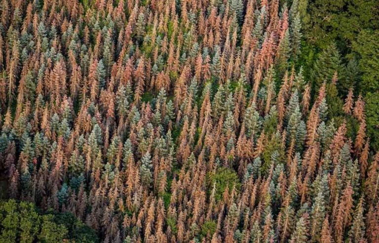 A dense forest near Ashland with red trees killed by drought and pine beetles in 2018. George Rose / Getty Images
