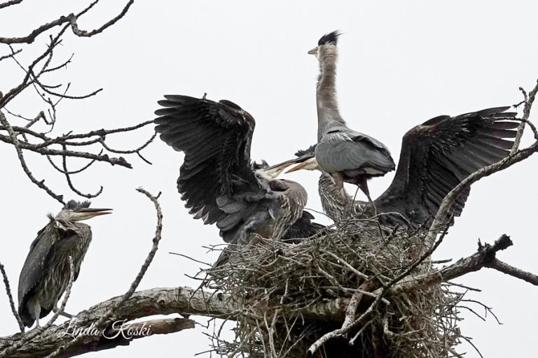 Great Blue Herons in their nest near Ashland Pond. Linda Koski photo