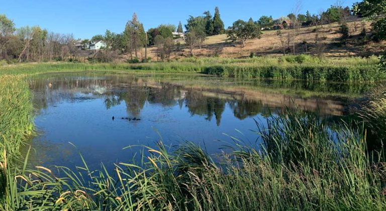 Ashland Pond on June 20, 2022. Ashland.news photo by Bert Etling
