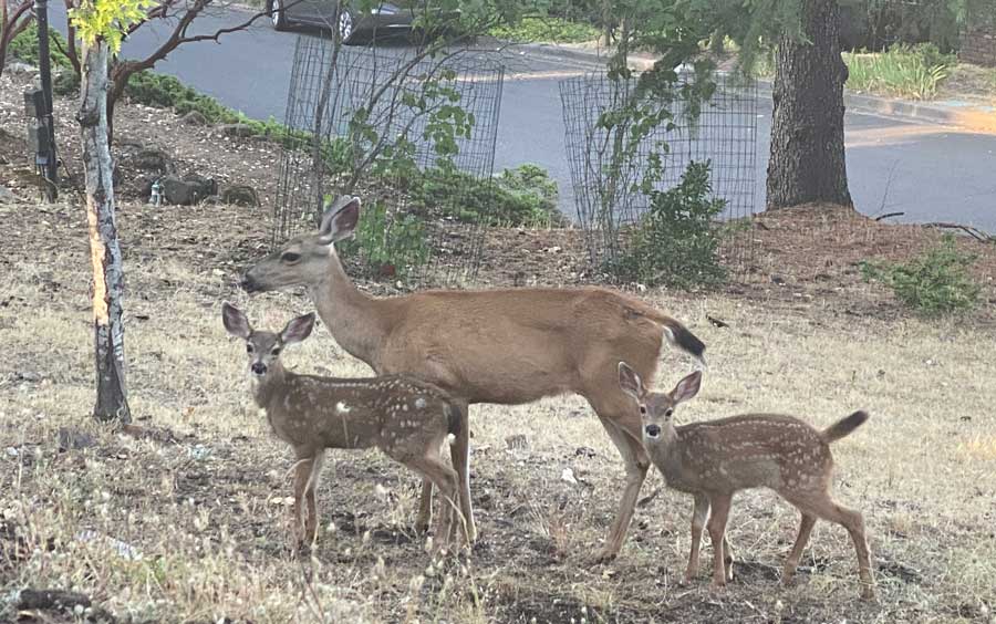 A doe and two fawns graze near Palmer Road in Ashland in July 2022. Ashland.news photo by Holly Dillemuth