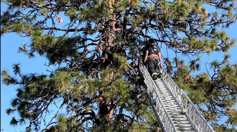 Crews climbed more than 40 feet to remove a dead bear. ODFW photo