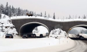 A moose crosses the Trans-Canada Highway in Banff National Park. Istock photo