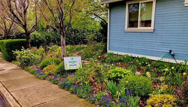The May Garden of the Month brightens Park Street. Photos by Lois Breedlove, Larry Rosengren, and Ruth Sloan in early May 2023 and late May 2022.