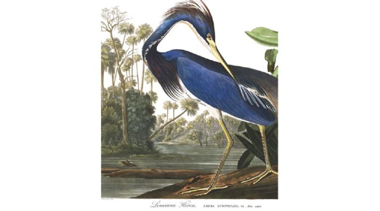 Audubon’s “Birds of America” is the most famous folio printed in the U.S. Image from the National Audubon Society