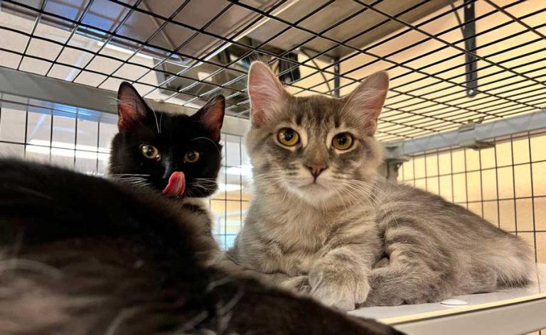 Kittens Oreo and Grayson were adopted in 2023 through the efforts of Friends of the Animal Shelter. Jackson County plans to build a new animal shelter that will house dogs but not cats. File photo