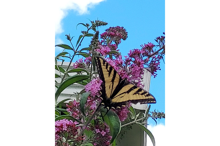 Sally McKirgan butterfly