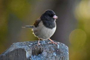 The dark-eyed junco is abundant but its numbers are in sharp decline. Cristina Glebova photo, courtesy Unsplash