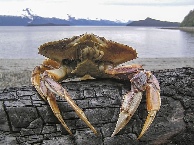 Dungeness Crab from <a href="https://commons.wikimedia.org/wiki/File:Dungeness_Crab_47.jpg" target="_blank" rel="noreferrer noopener">commons.wikimedia.org</a>, Creative Commons Attribution-Share Alike 4.0 license Dungeness Crab