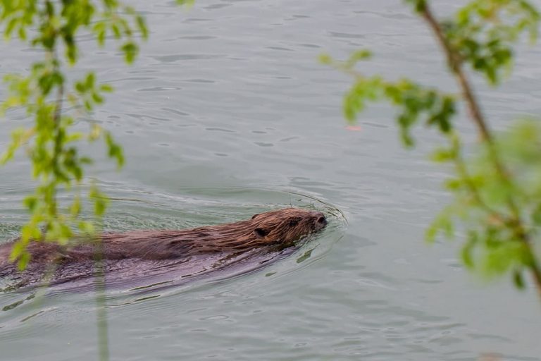 Image by Detroitius from Pixabay. Beaver