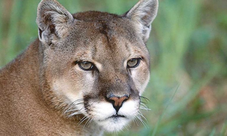 A cougar. Oregon Department of Fish and Wildlife photo
