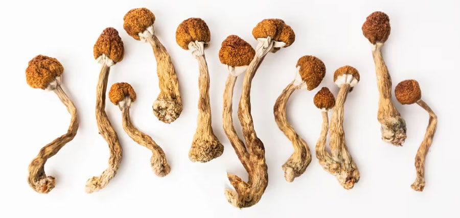 Psilocybin for Personal Transformation: Backed by Science, Rooted in Results by Laurie Thompson & Denise Taylor