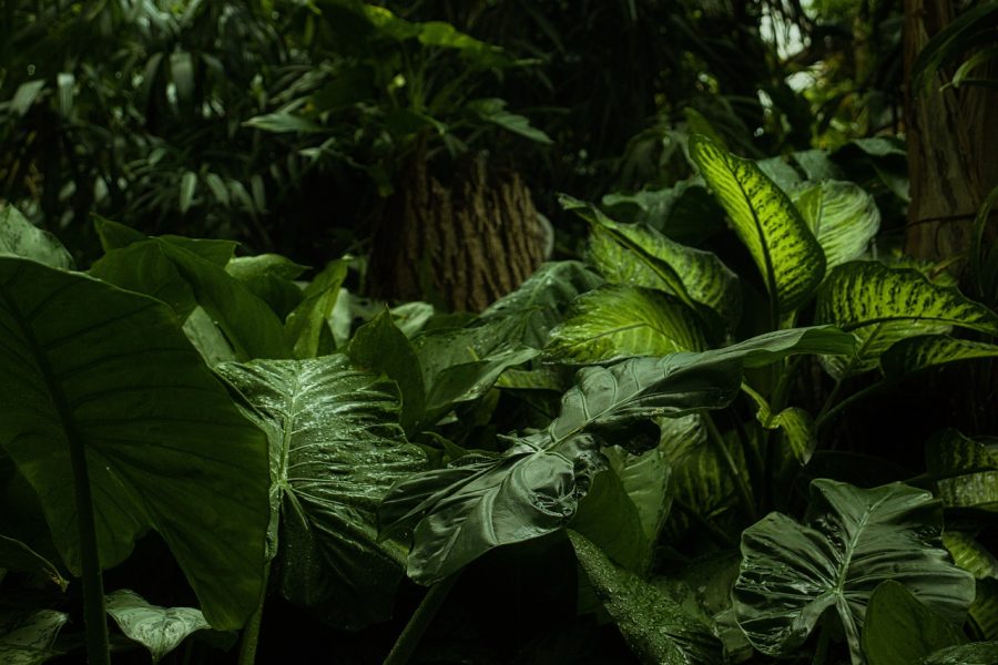 Presenting Prehistoric Plants and More!