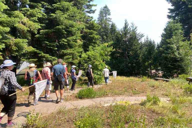Siskiyou Crest Coalition event attendees go on a butterfly hike on Mount Ashland led by Linda Kappen. Suzie Savoie photo