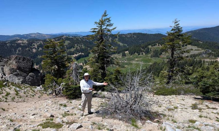 Wayne Rolle with dead whitebark pine on Mount Ashland. Julie Kierstead photo