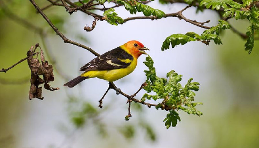 A male Western Tanager sitting in an Oregon White Oak singing. Migratory birds like this Western Tanager depend on oak habitats for a variety of resources including food, nesting, and stop-over habitats during migration. Photo by Frank Lospalluto