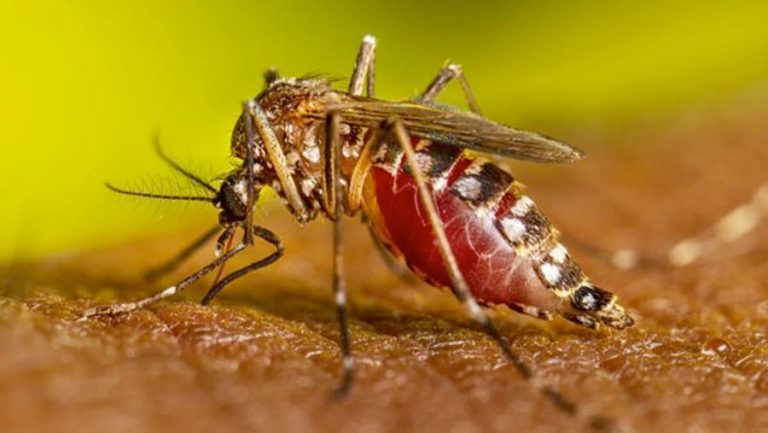 The Aedes aegypti mosquito is only about a quarter inch long. It targets humans and breeds in shallow water. Photo by the Centers for Disease Control and Prevention