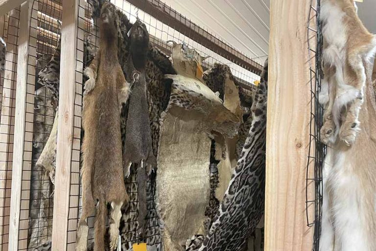 Animal skins hang in the morphology collection of the Clark R. Bavin National Fish and Wildlife Forensics Laboratory on East Main Street in Ashland for use as comparisons in cases. Emma Coke photo