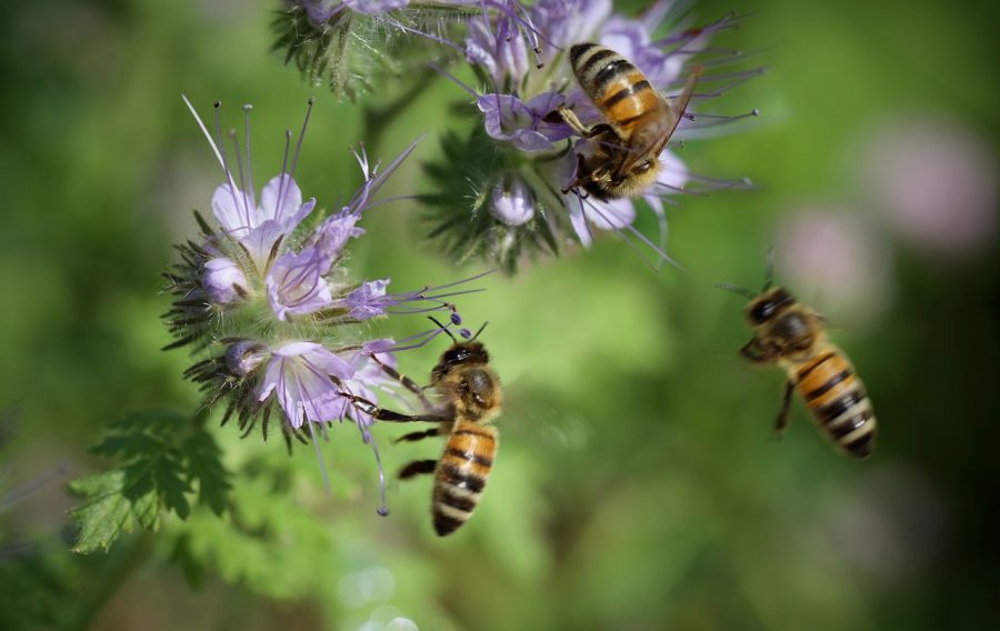 Planning Your Spring Native Plant Garden with The Pollinator Project Rogue Valley