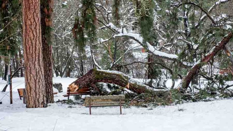 This large limb fell on a seating area in Glenwood Park on Ashland Street on Feb. 5. Ashland.news photo by Bob Palermini