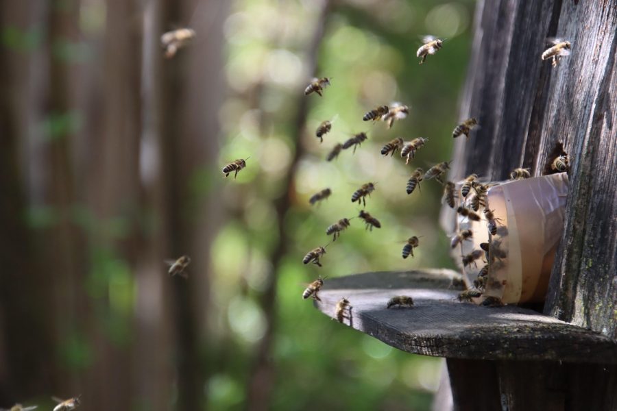 Learn About Bee Swarms with Your New Best Friends – The Bee Besties!