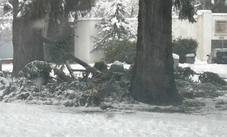 Nancy Boyer took this photo in the Mountain View Cemetery of many large limbs fallen down from the huge evergreen trees by the cemetery office on Normal Avenue.