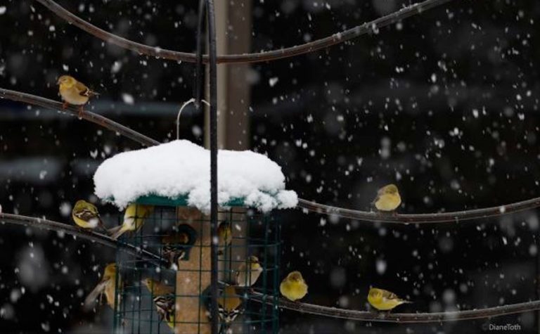 Diane Toth took this photo of birds on a line waiting their turn at a snow-capped bird feeder.