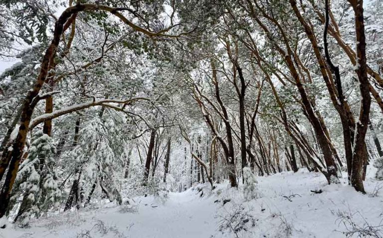 Photo by Pepper Trail taken Tuesday, Feb. 4, in Siskiyou Mountain Park.