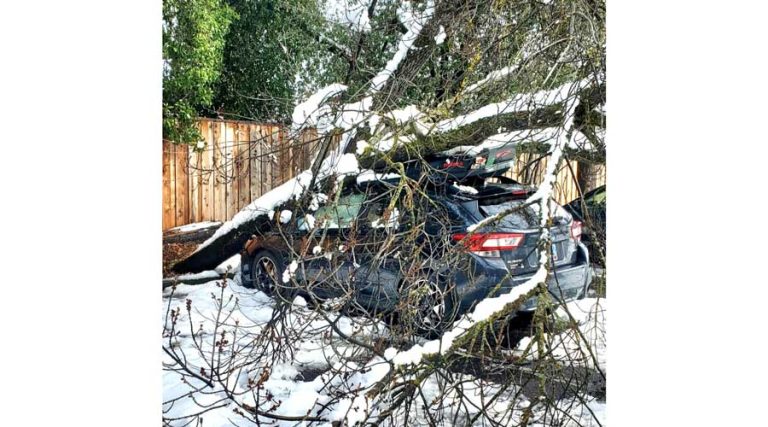 Sari Telpner took this photo of a car covered by a fallen tree in the parking lot at Pioneer Street and Lithia Way on Wednesday, Feb. 5.