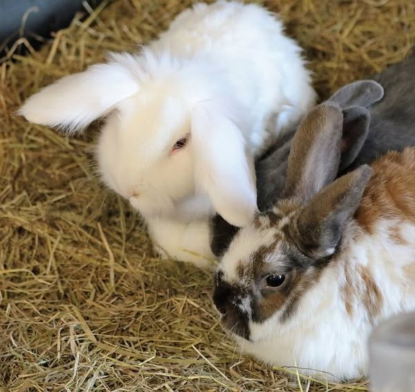 Rabbits are Coming1