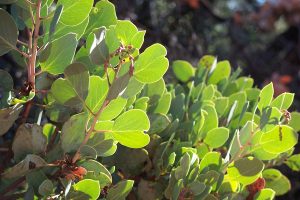 Manzanita is a landscaping choice that requires less water than many plants. Some varieties are native to Oregon. Image by Carmen Medlin from Pixabay