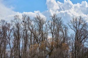 A heron rookery along the Bear Creek Greenway. Great blue herons group their nests in rookeries, seeking safety in numbers and in the height of their nests. Frank Lospalluto photo