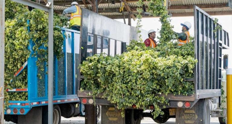 Workers unload hops to be used in beer brewing at Coleman Agriculture in St. Paul, Oregon. About 45% of all beer exported from Oregon goes to Canada, which is turning away from U.S. products under President Donald Trump’s tariffs. Stateline News Photo by Erika Bolstad