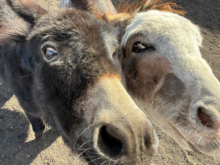 Meet Tikkun Olam Farm Sanctuary residents Olive and Hazel at VegFest on June 8. Midge Raymond photo