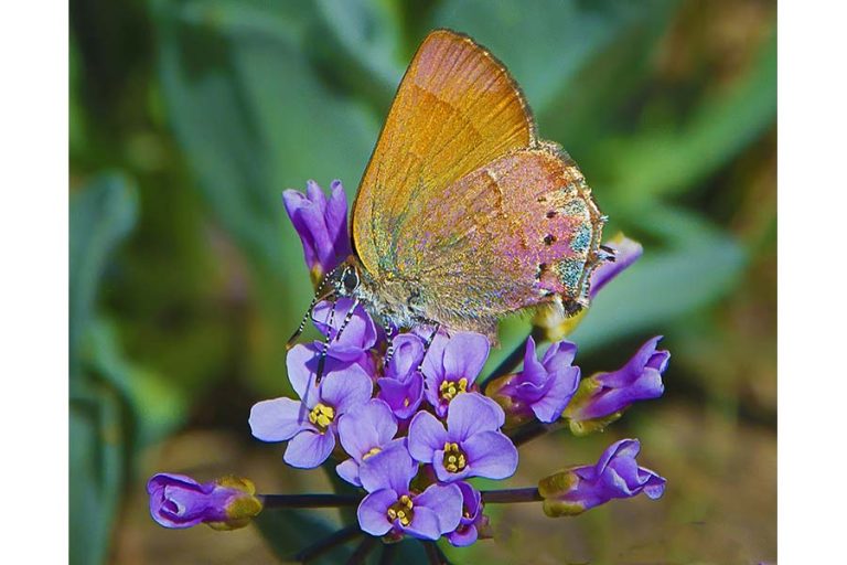 Matt Witt's "Monumental Beauty" features 132 photos from the Cascade-Siskiyou National Monument, including this hairstreak butterfly on daggerpod flowers. Matt Witt photo