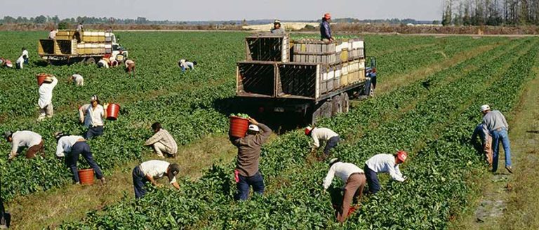 Agricultural laborers work a field. Donald Trump has wavered on his determination to deport farmworkers who are here without legal permission. U.S. Department of Labor photo