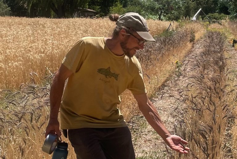 Chris Hardy, a wheat farmer with Hardy Seeds, guides visitors on July 20 toward his plot at Eagle Mill Farm. Meg Wade photo for Ashland.news