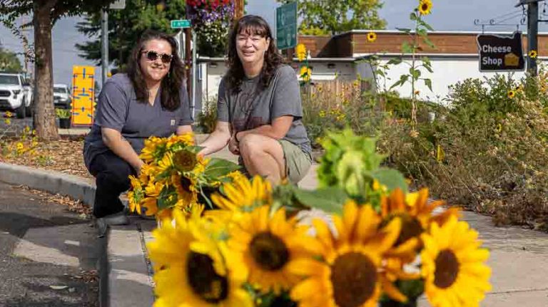 Alexandra Zweig (left) and Deanna Mulaskey place hundreds of blooming sunflowers along Main Street and in front of businesses in Phoenix on Monday, the fifth anniversary of the Almeda fire. Ashland.news photo by Bob Palermini