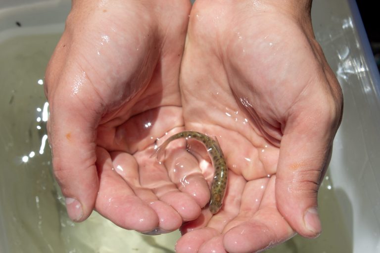 A researcher holds a hatchery juvenile spring Chinook salmon in Oregon. Photo by Mia Maldonado for the Oregon Capital Chronicle