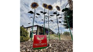 A permanent metal sunflower installation now stands in downtown Phoenix as a tribute to the community’s resilience five years after the devastating Almeda Fire. The permanent sunflowers were the “brainchild” of Oregon Cheese Cave owner Mélodie Picard. Ashland.news photo by Holly Dillemuth